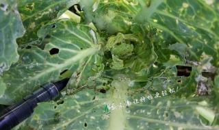 小菜蛾为什么难防治